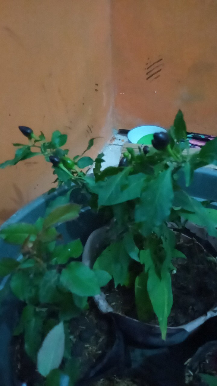 Tanaman Cabai Pelangi Murah