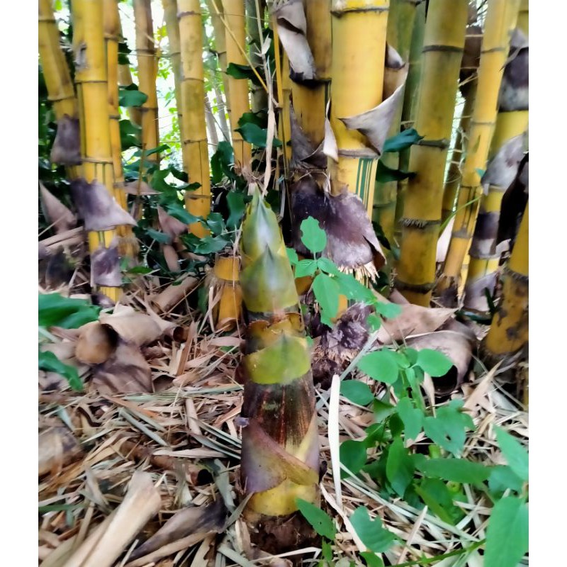 

Rebung bambu kuning
