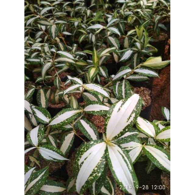 Tanaman hias pohon dracaena milky dracena milki