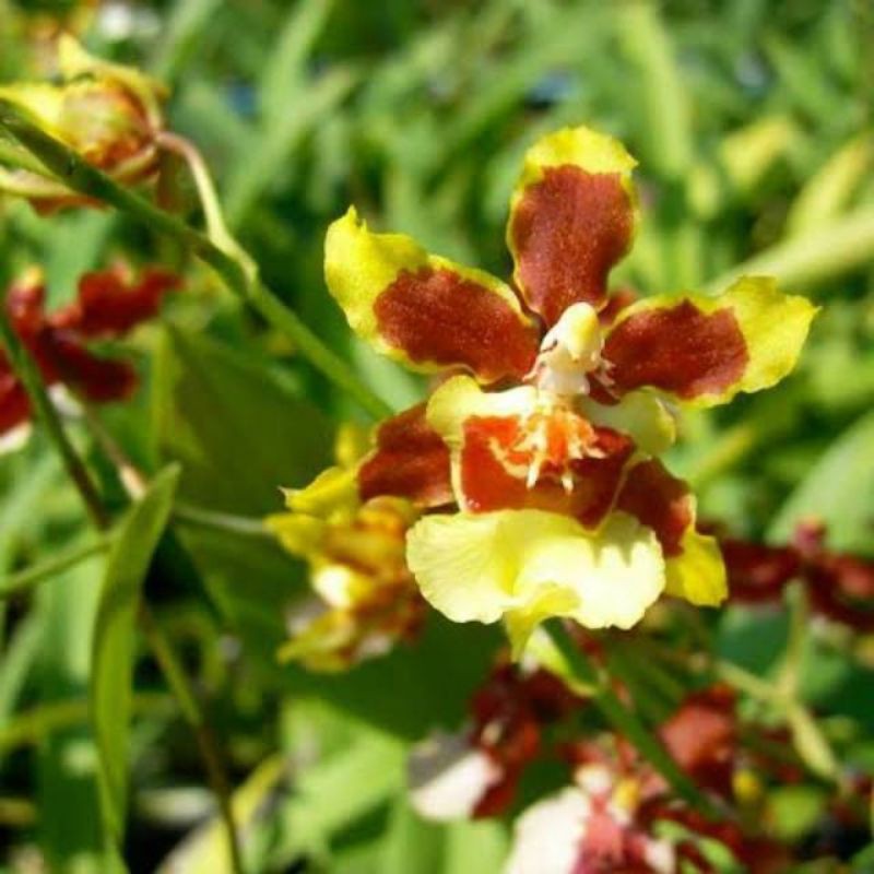 anggrek oncidium yuan nan fragrant dewasa dan spike