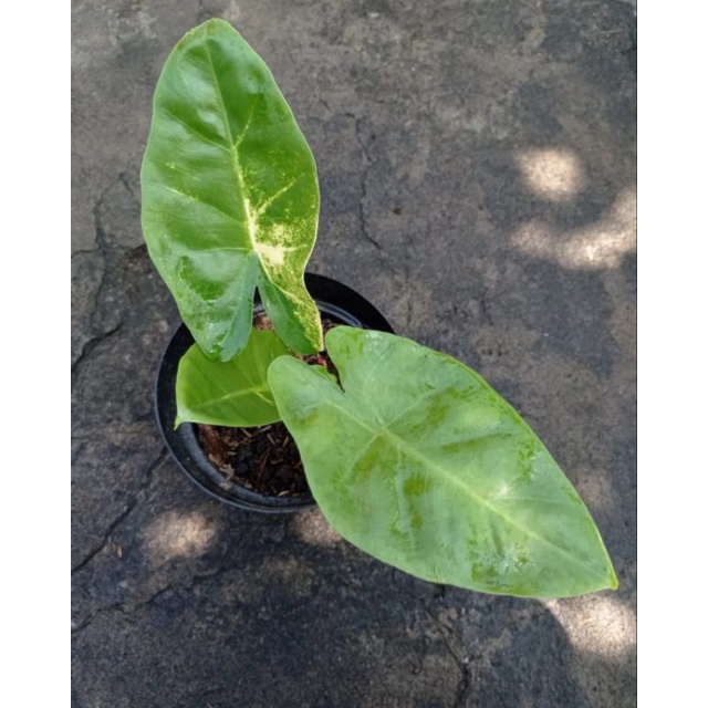 Tanaman Hias Alocasia Guinea Golden / Sente Golden Guinea