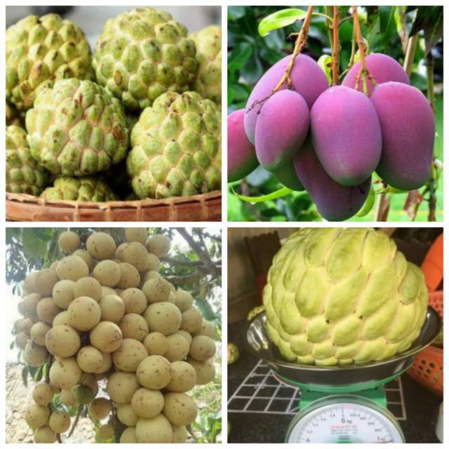 Paket 3 bibit (srikaya jumbo, mangga irwin dan duku)