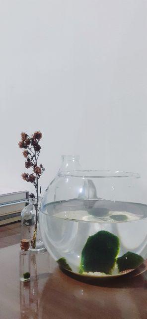 Marimo Moss Ball In Jar Tinggi 240 Ml 1< Alga Jepang