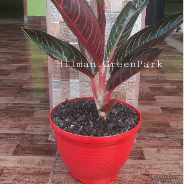 Aglonema red sumatra