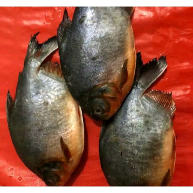 

ikan Bawal tawar