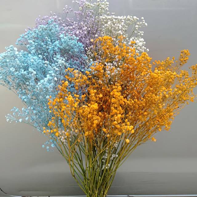 Dried baby breath color