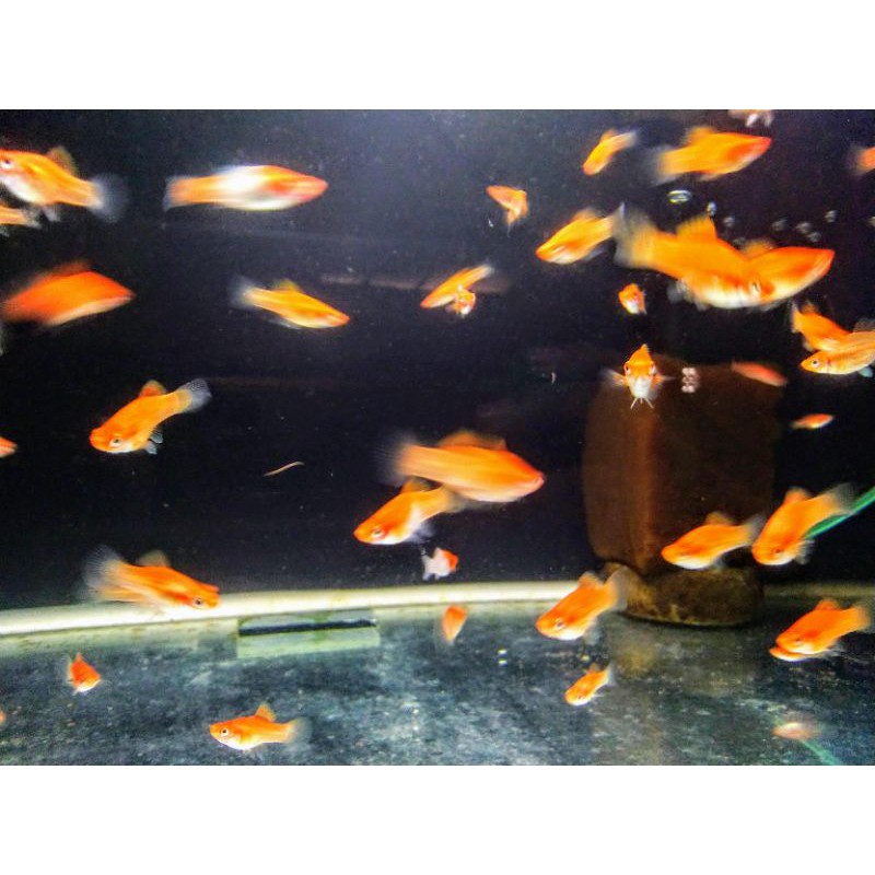 ikan platis pedang merah