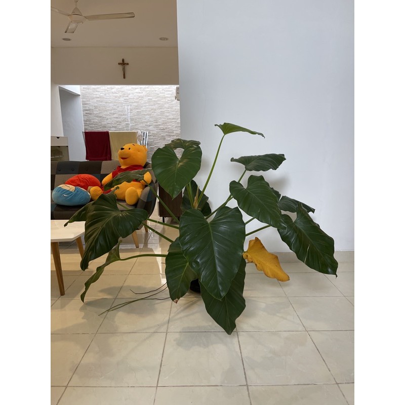 philo marble giant jumbo