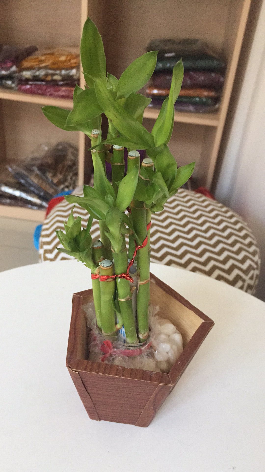 Bambu Hoki/sri Rejeki/bambu Keberuntungan