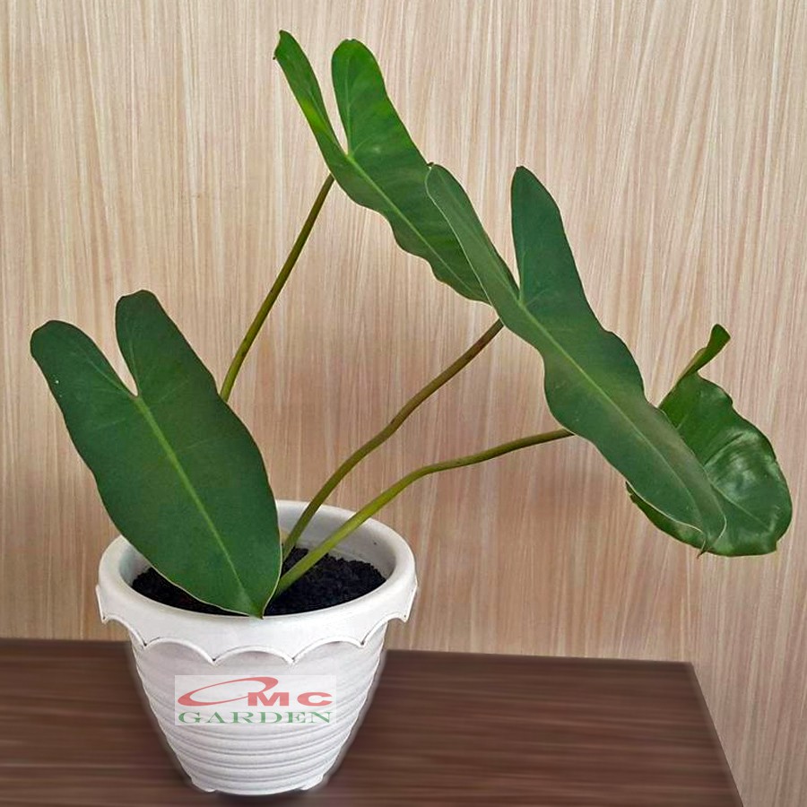 Philodendron Philo Brekele Burle Marx Tanaman Hias PBR-001