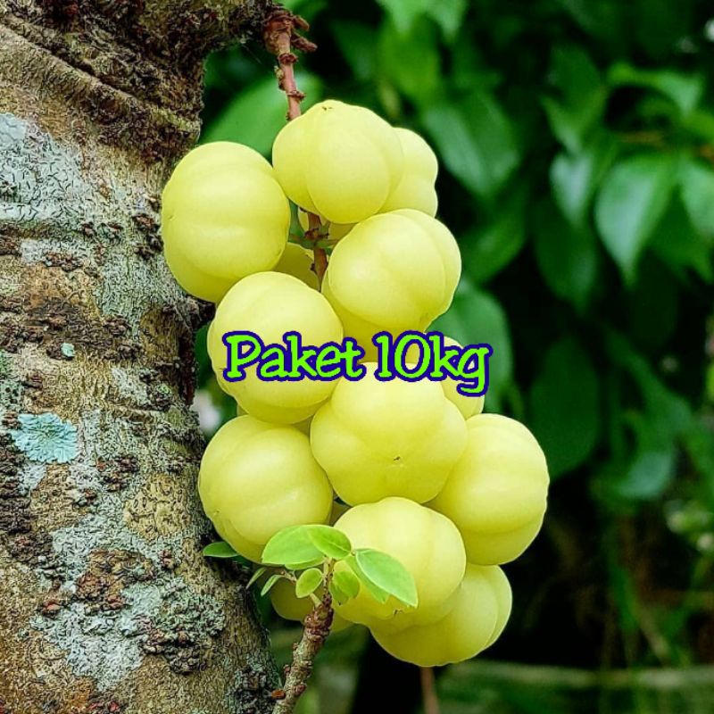 

paket 10 kg buah cermai fresh