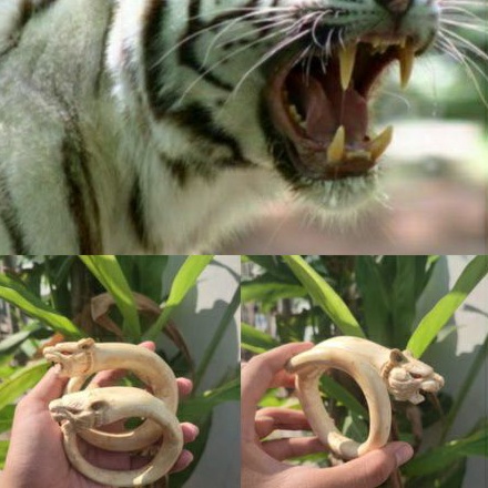 gelang akar bahar /Gelang/Gelang akar bahar ukir macan /gelang akar bahar putih