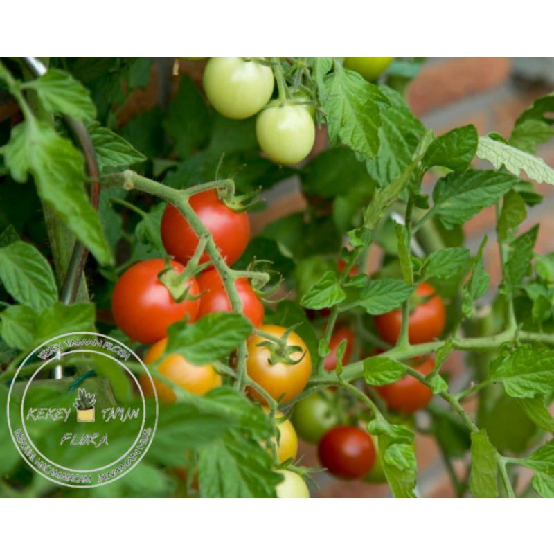 Tanaman Buah Pohon Tomat - Pohon Tomat