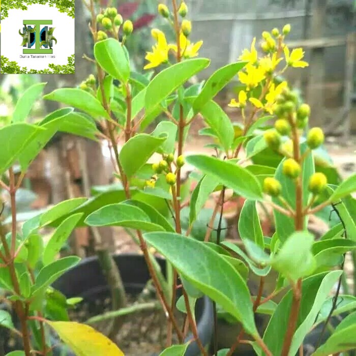 Tanaman hias Hujan Emas - Pohon hujan emas