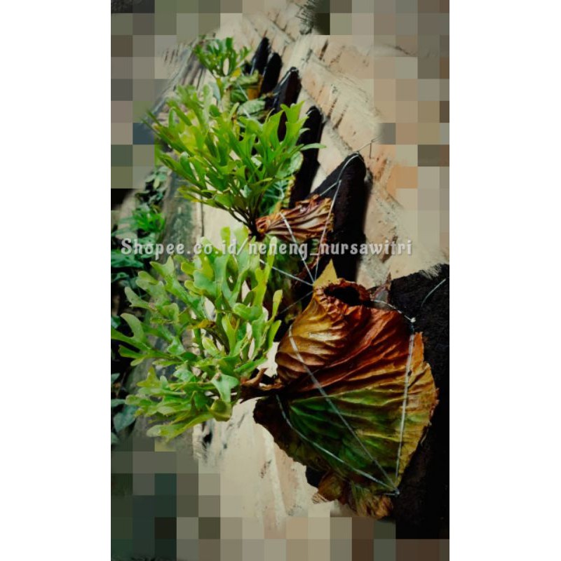 Platycerium Ridleyi / Redleyi / Simbar menjangan Kalimantan / Platycerium Ridleyi