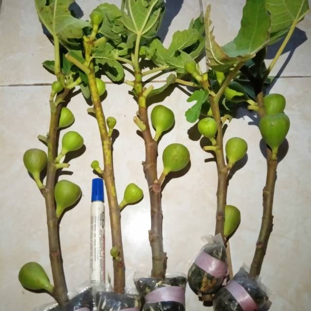 

Bibit buah tin jenis 2 tbt 2 blck gnoa 1 masiyi