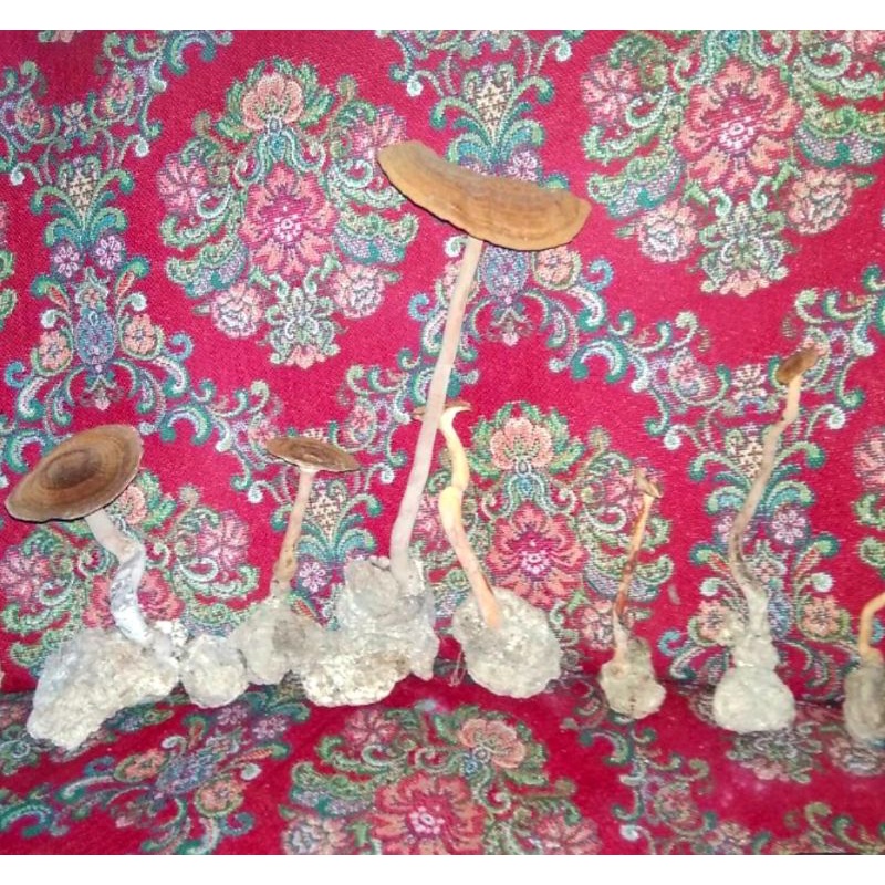 Jamur susu harimau Cendawan susu harimau Kering 100 gr