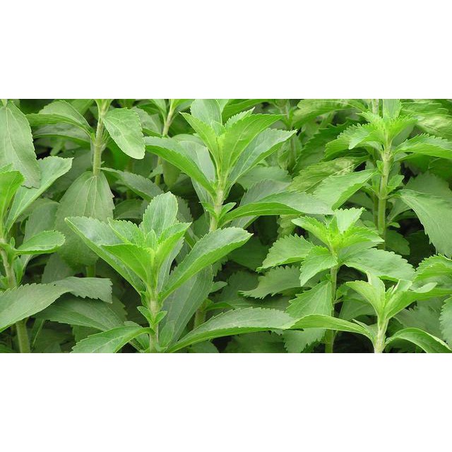 Tanaman Stevia