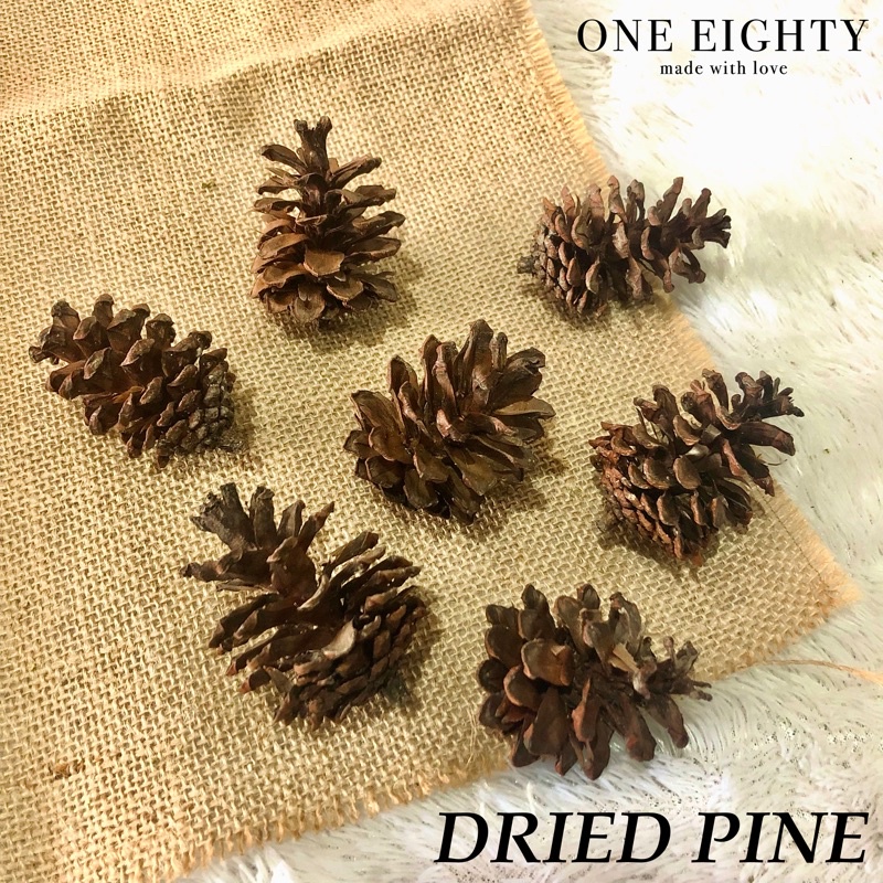 Jual Bunga Pinus Kering Biji Pinus Kering Kembang Pinus Dried Pine Bahan Decor Rustic 3757