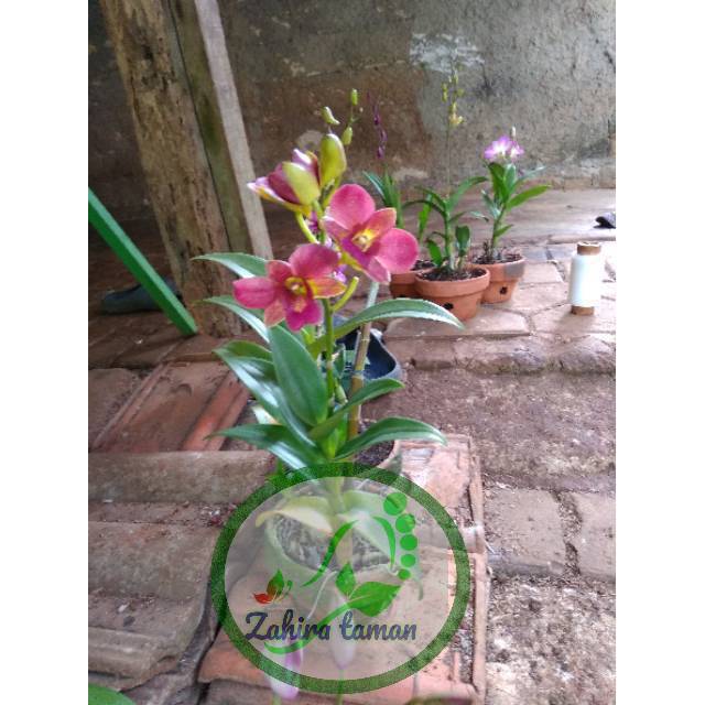 Tanaman hias angrek dendrobium-angrek-tanaman hias angrek dendrobium berbunga