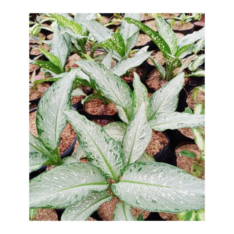 Bunga Aglonema Diven Bolak Balik