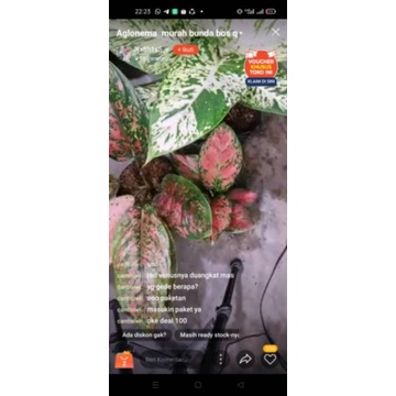 tanaman hias bunga agkonema 2 paket agkonema dan kocin kuning