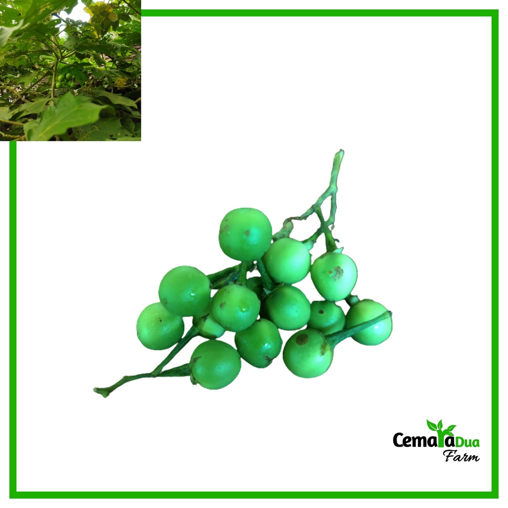 

Buah Cepokak/ Takokak atau cokak Segar