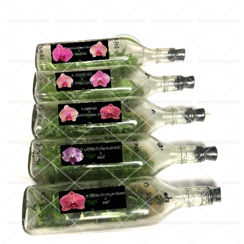 Bibit Benih Anggrek Bulan Botol Besar Taiwan | Anggrek Bulan Botolan | Anggrek Bulan Botol