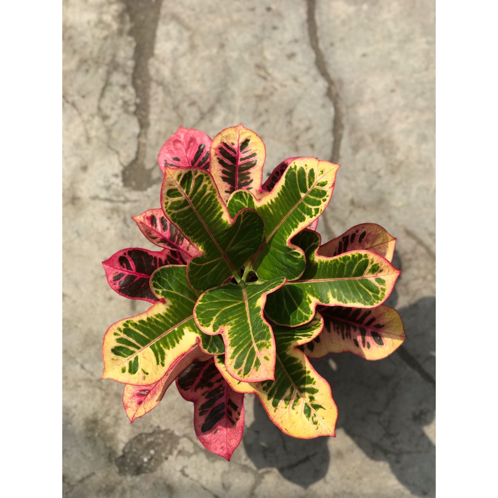 Tanaman hias bunga puring JETLI harga murah berkwalitas bagus