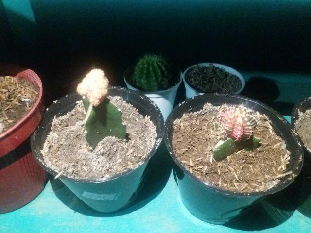 Paket Hemat 3 Pcs Plus Pot