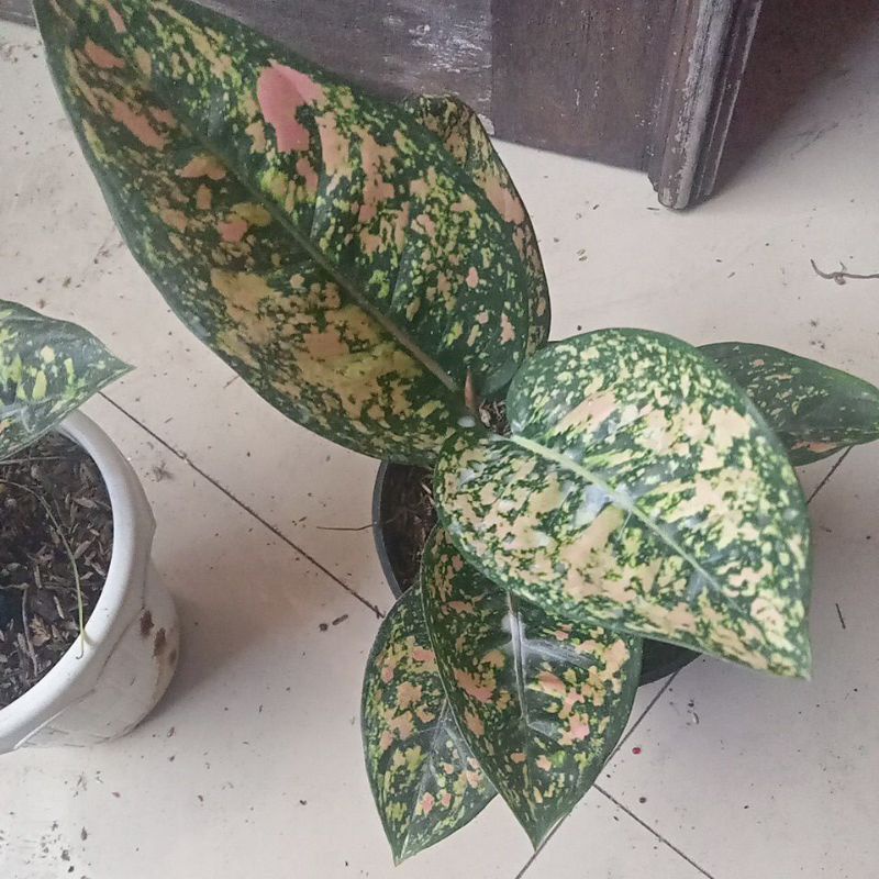 aglonema Ruby compackta otw dewasa