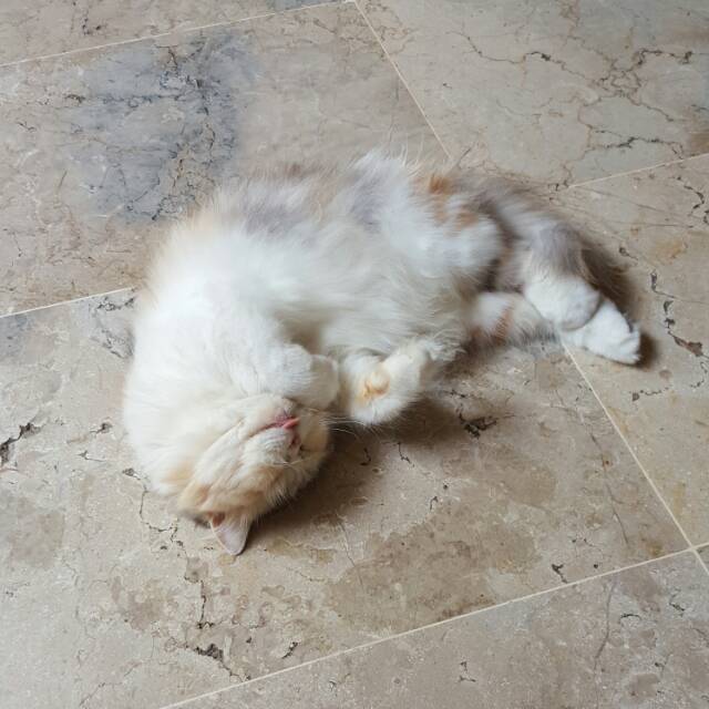 nerocat