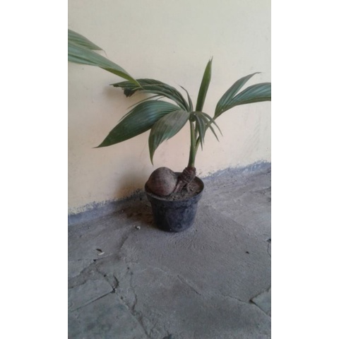 Bonsai Kelapa / Bonkla