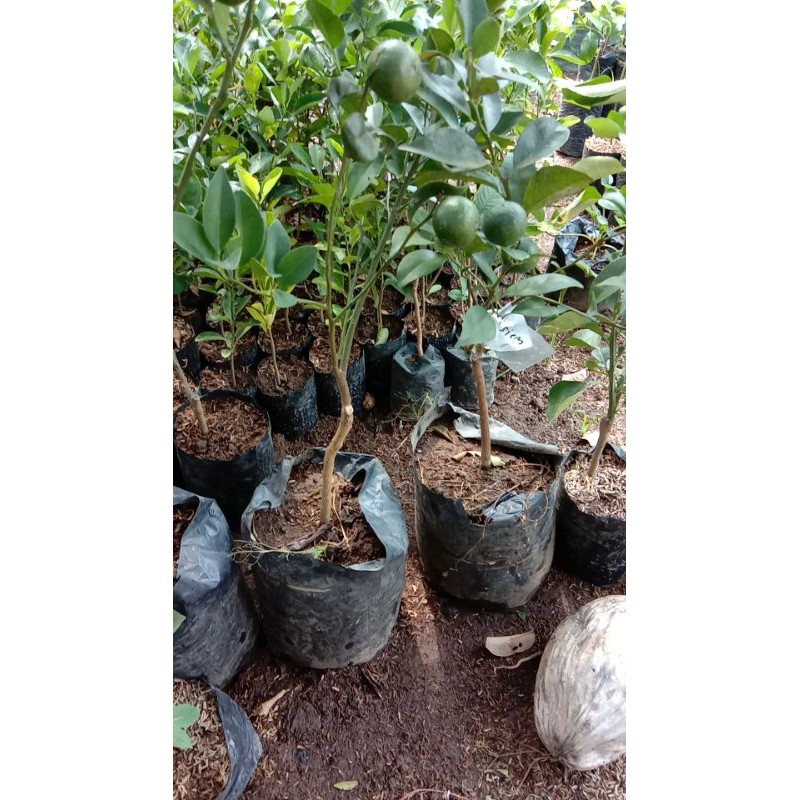 

Santang madu berbuah