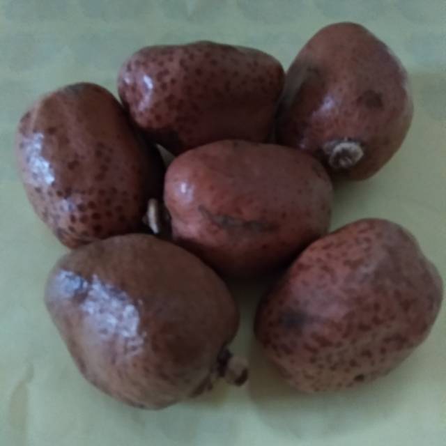 

Buah zuriat buah zuriat utuh