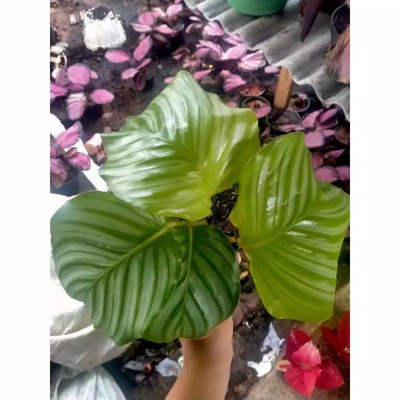 tanaman hias calathea orbifolia-calathea orbi import