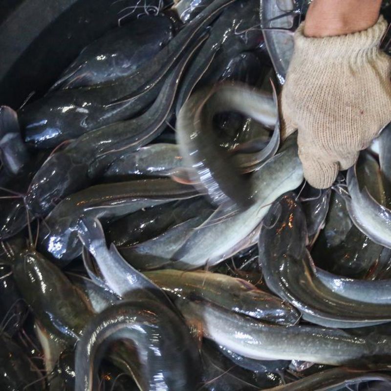 

ikan lele dagingnya tebal gurih rasanya