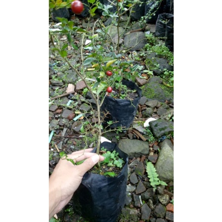 bahan bonsai jeruk kingkit