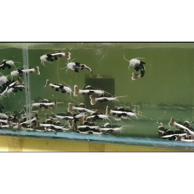 Red Tail Catfish (RTC)