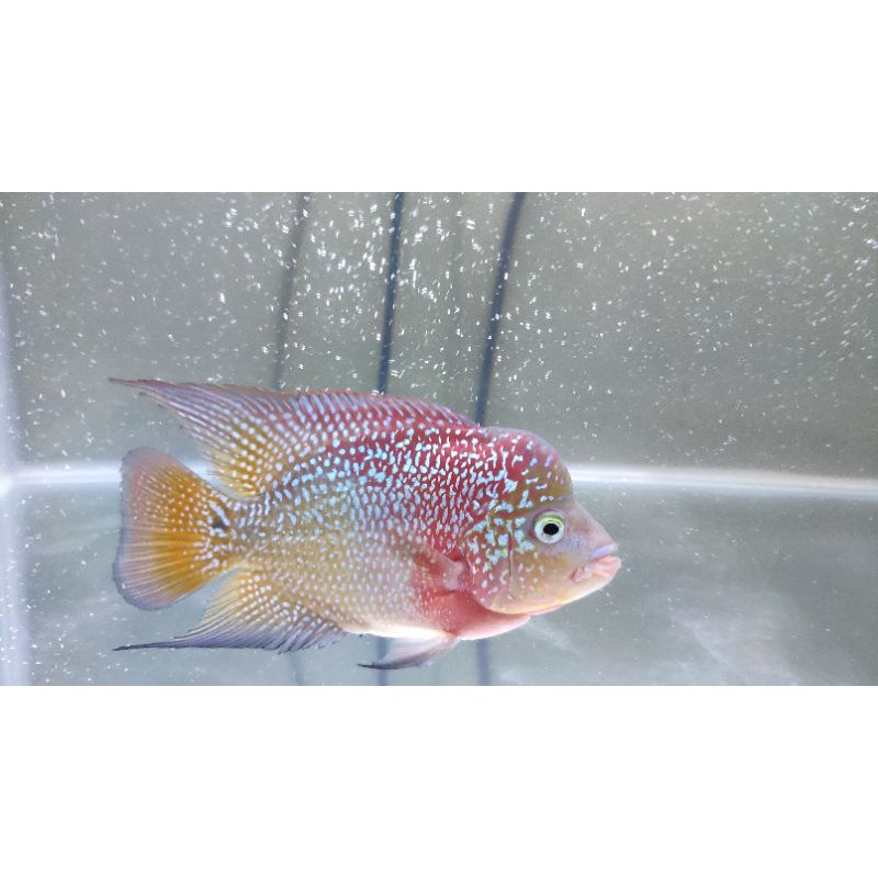 Ikan Hias Louhan Flowerhorn Kamfa F3 Ori Thailand Twotone mata Putih