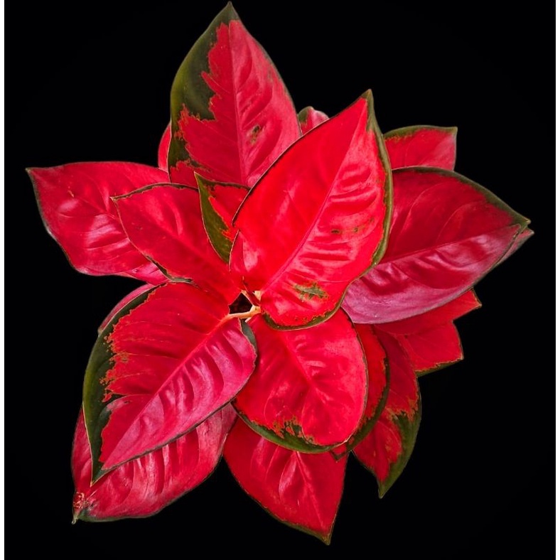 Aglaonema Suksom Jaipong / Aglonema Suksom Jaipong florist nursery / Aglonema Suksom Jaipong (Tanama