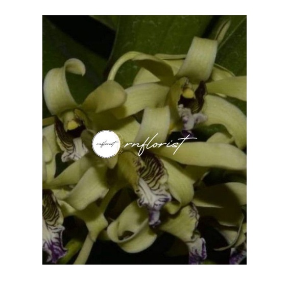 Anggrek Dendrobium Wulainse