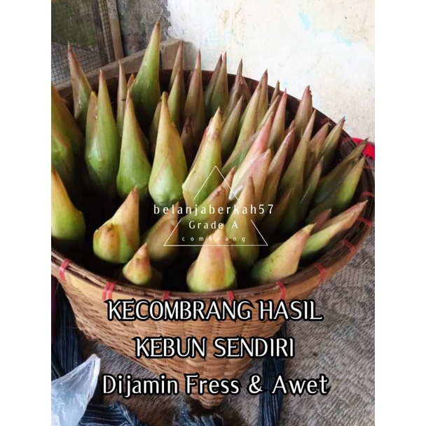 

PROMO KECOMBRANG MURAH HASIL PANEN SENDIRI FRESS GRADE A