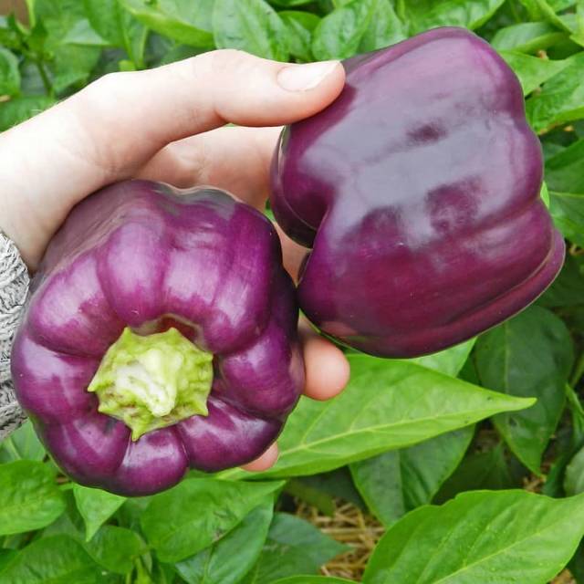 5 Biji - Benih Paprika Ungu PURPLE STAR F1