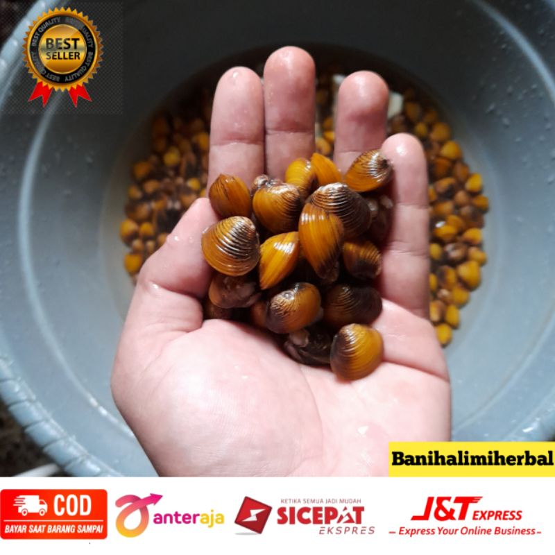 

Remis Haremis Cece kerang air tawar 250 gram