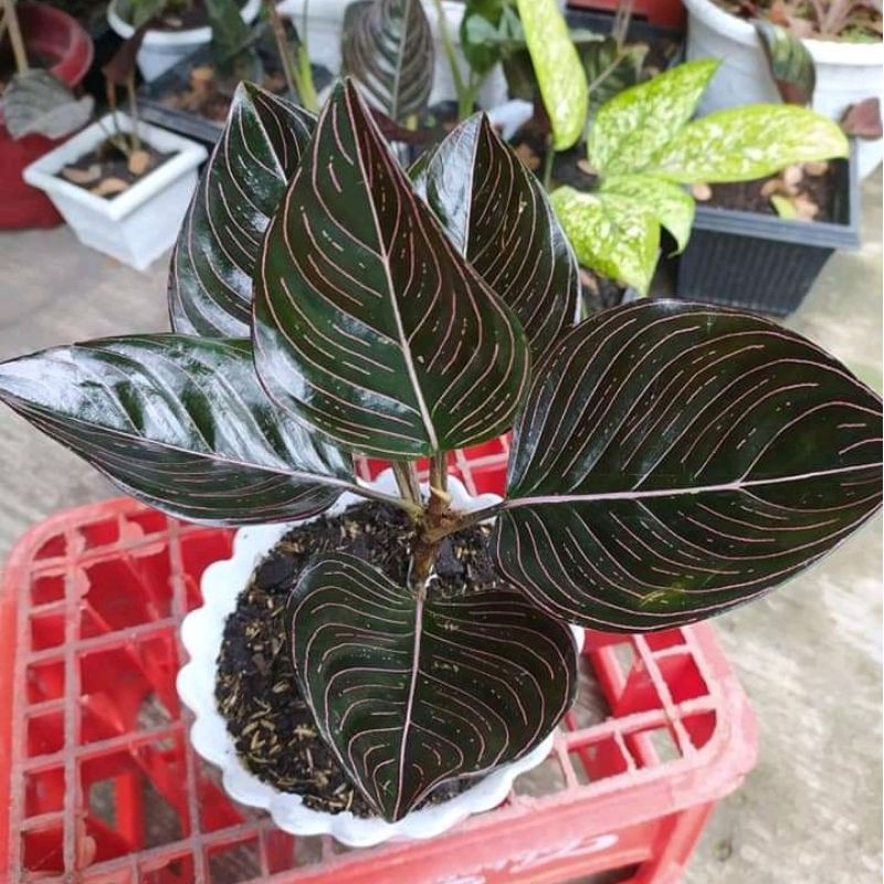 Aglonema rotundum aceh | Tanaman aglonema rotundum aceh merah | Aglaonema rotundum aceh 4