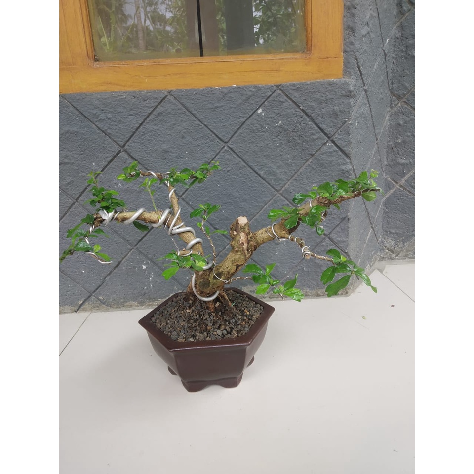 BAHAN BONSAI HOKIANTEA LOKAL/GAMBIRAN/SIDO GURIH MAME