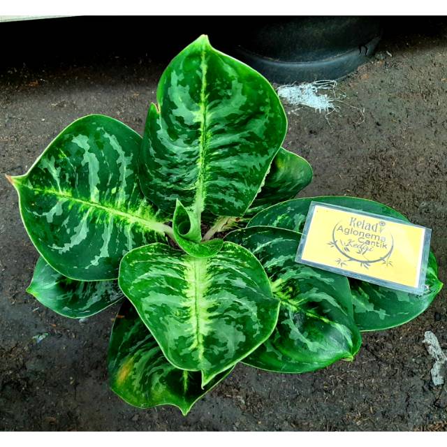 Aglonema Green Cobra