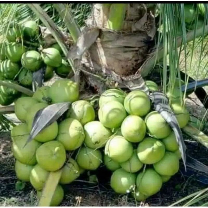 Bibit kelapa Ijo Asli