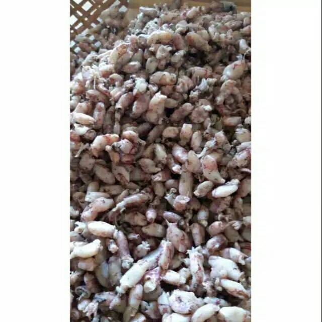 

Baby cumi merah ukuran 1-3cm 70000